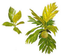 breadfruit