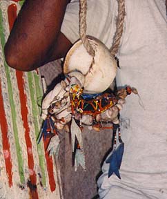 kula shell ornament